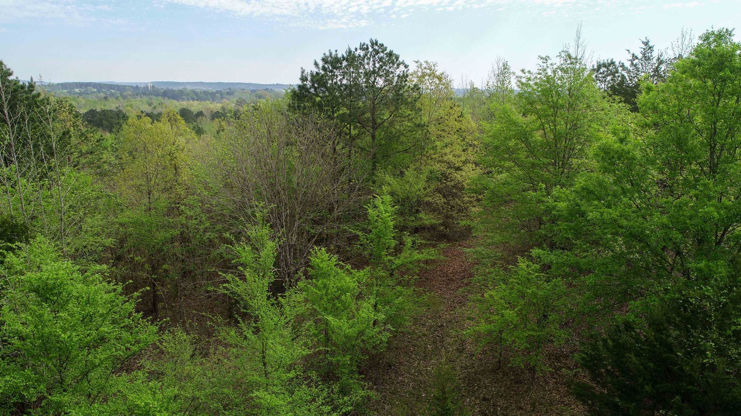 Farris 115 Timber: 00 CR 2215, Daingerfield, TX 75638
